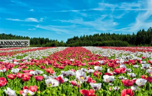 Overvejer du at flytte til koge