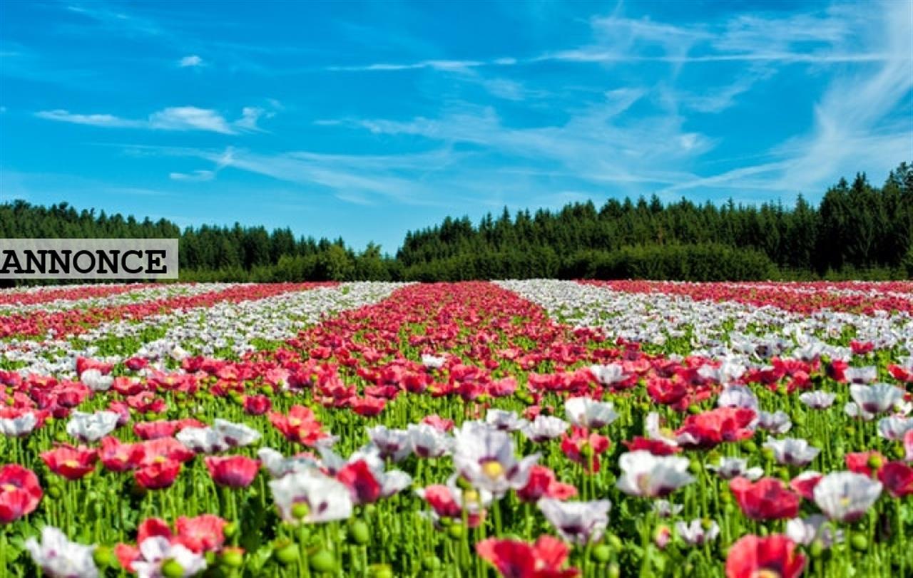Overvejer du at flytte til koge
