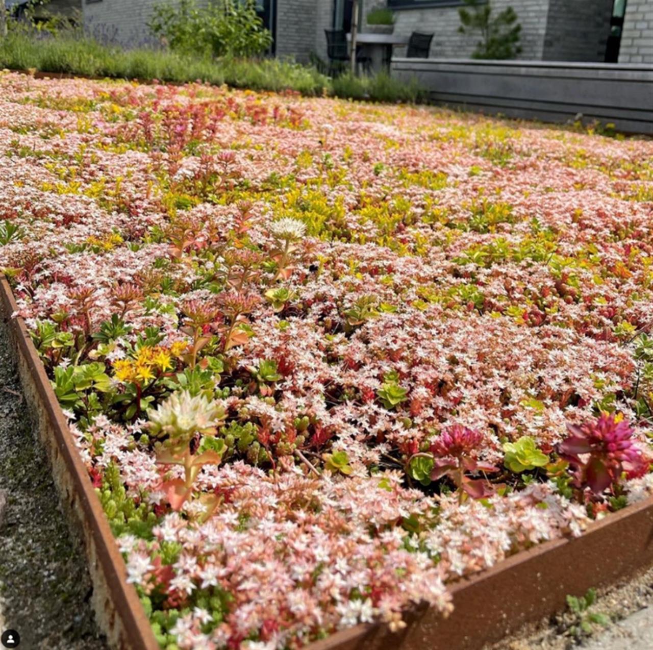 Forvandl din Have med Sedummåtter